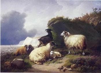  Sheep 157